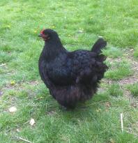 Jersey Giant Hen