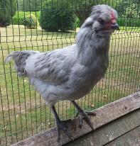 Arucana Cockerel 13 weeks - hard to identify if hen or cock until they crow!