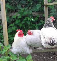 Lavender pekin bantam