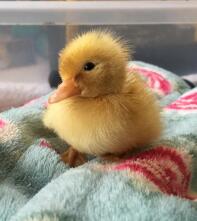 Cheeky little Call duckling