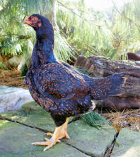 My Indian Hen