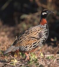 Black francolin male