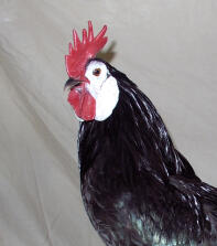 white face black spanish bantam