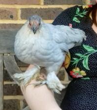 10 week old lavender pekin perching on my arm