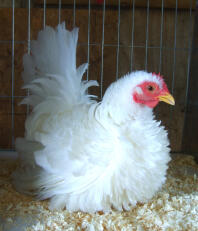 Japanese hen sitting