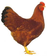 A Good example of a New Hampshire Black Tail Red Hen.