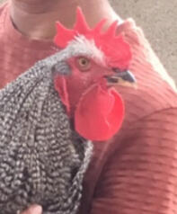 Barred Plymouth Rock Rooster 