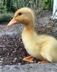 Saxony duckling