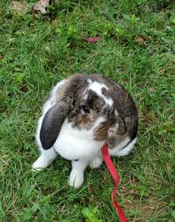 Hunny Bunny enjoys fresh air.