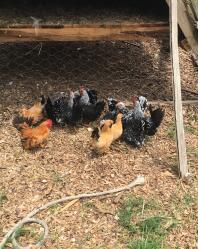 Japanese Bantam roosters and hens. Two months old. 