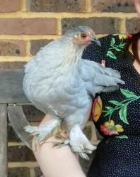 Perching Pekin - 10 week old hen