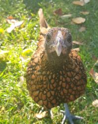 Chicken in garden