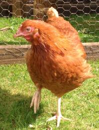 Young warren in the sun, with ginger soft feathers