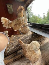 Dwarf toadstool chickens resting 