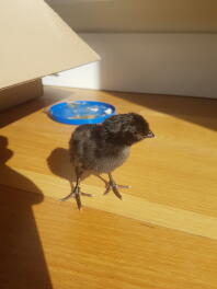 Black appenzeller chick