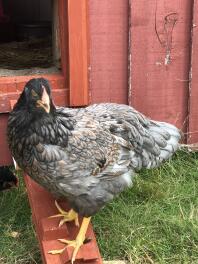 Chicken outside chicken coop