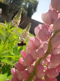 Bee with flower