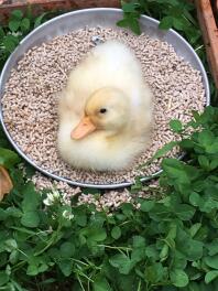 Nothing better than sleeping in your breakfast