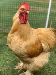 Cochin chicken in garden