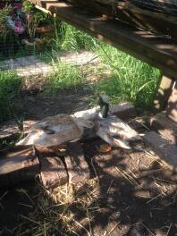 Pair of Crested Miniature Silver Appleyard ducks