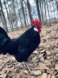 A pretty black dutch bantam chicken.