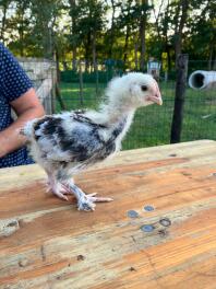 Beautiful german faverolle rooster