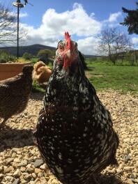 Shazza the speckled Sussex