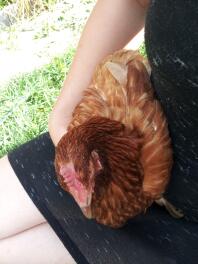 Hugging a Gingernut Ranger, she's called Tikka.