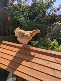 Juvenile orpington perching on coop roof.