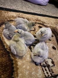 Lavender Orpington chicks 8 days old