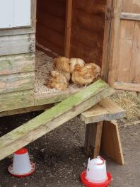 Relaxing in the coop