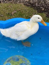 gemmy the most beautiful Peking duck in the world !