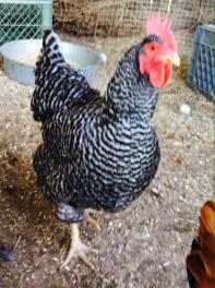 barred rock going stong in Yuma, AZ