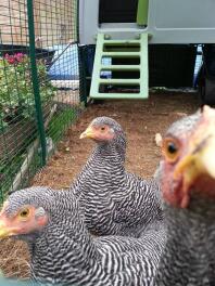 My three girls