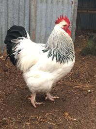 Light sussex rooster