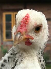 A close up image of a white black and red chicken in front of a house