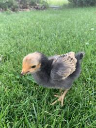 Chick in garden