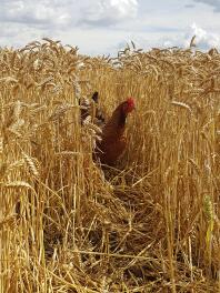 Welsummer enjoying the corn!