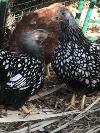 Bantam silver laced wyandottes