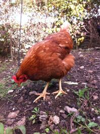 Living up to her name, ranging the garden for bugs!