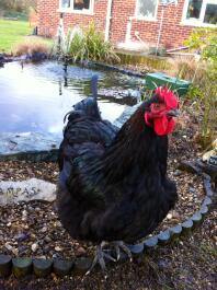 Beau my gentle giant Jersey Giant Cockerel 