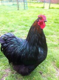 Jersey Giant Cockerel - I just know I am magnificent 