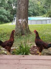 My chickens