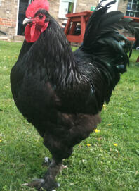 Chicken in the garden posing