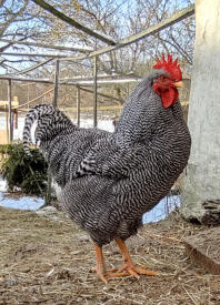 A plymouth rack cockerel standing tall