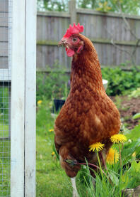 Lily 8 months after being rescued, who was featherless when we had her