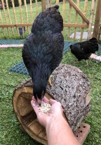 Feeding a barnevelder chicken by hand.