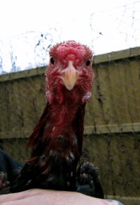 Black/Red Malay Bantam Cockeral