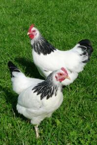 2 chickens on grass