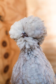 Splash Poland Polish Pullet